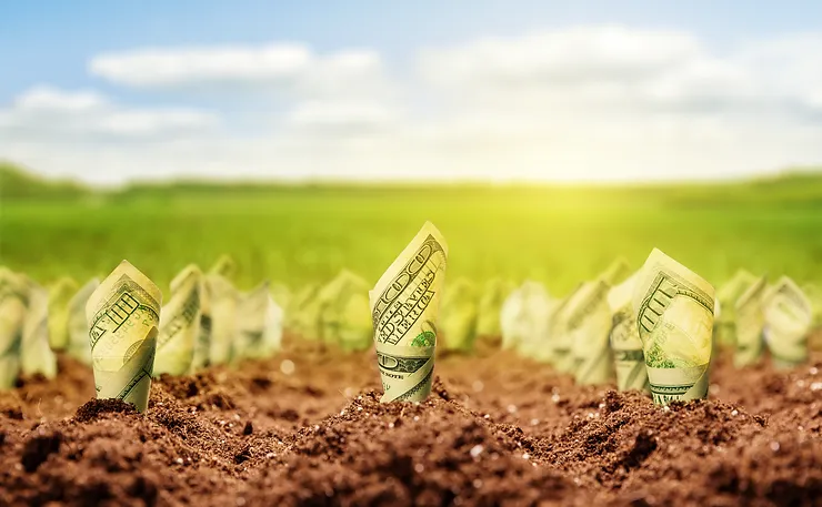 Dollar bills partially buried in soil in a field, resembling young plants growing under a sunny sky.